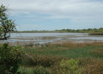 Más Vale Volando: el evento que invita a reconectarse con la naturaleza en plena ciudad