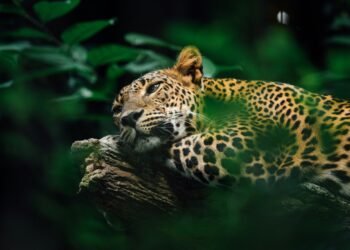 Día del Yaguareté: el felino más grande de América en peligro crítico