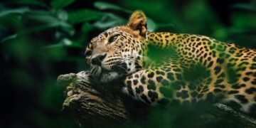 Día del Yaguareté: el felino más grande de América en peligro crítico