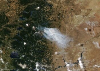 Bosques: 4.5 millones de hectáreas menos y el desafío de la restauración