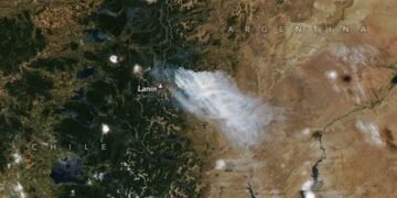 Bosques: 4.5 millones de hectáreas menos y el desafío de la restauración