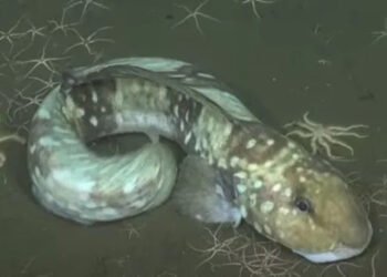 La increíble biodiversidad del mar argentino captada por la lente de investigadores