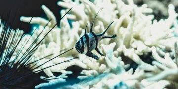 El cambio climático pone en jaque a los océanos: récord de calor, acidificación y pérdida de vida marina