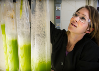 ¿Cómo se producen los biocombustibles? Proceso paso a paso