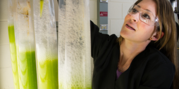 ¿Cómo se producen los biocombustibles? Proceso paso a paso