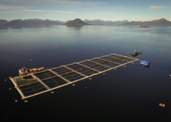 La legislatura de Tierra del Fuego pone en riesgo a los ecosistemas costero-marinos