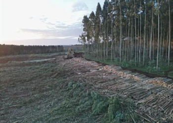 Lanzan el primer hub de biochar para remoción de carbono en Argentina