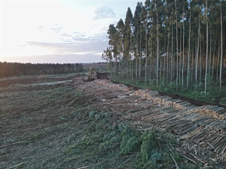 Lanzan el primer hub de biochar para remoción de carbono en Argentina