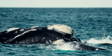 Crearon un club educativo para proteger el mar argentino en Chubut