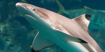 Un “agujero negro” de información: el desafío urgente de proteger a los tiburones que habitan el mar patagónico