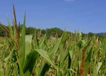 Biocombustibles de primera, segunda y tercera generación: diferencias y aplicaciones