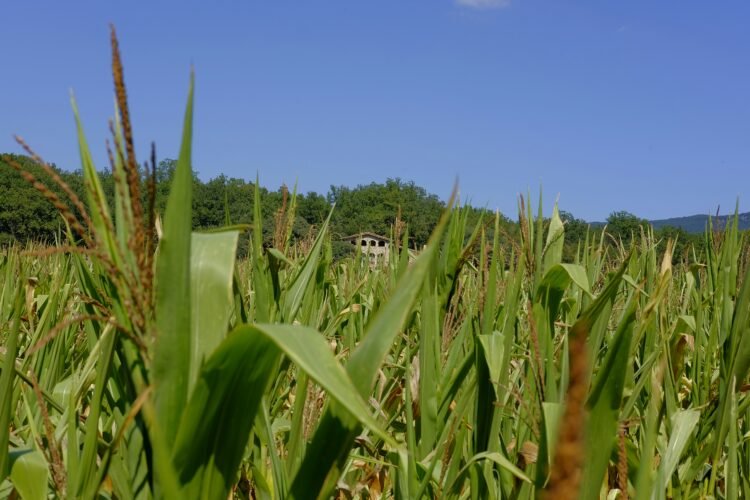 Biocombustibles de primera, segunda y tercera generación: diferencias y aplicaciones