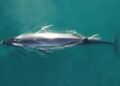 Por qué la ballena sei es Monumento Natural Marino de Chubut y cuál es su importancia ecológica