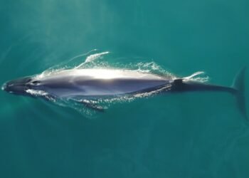 Por qué la ballena sei es Monumento Natural Marino de Chubut y cuál es su importancia ecológica