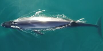 Por qué la ballena sei es Monumento Natural Marino de Chubut y cuál es su importancia ecológica