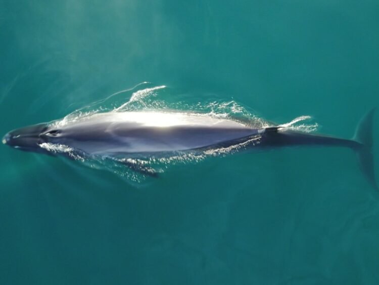 Por qué la ballena sei es Monumento Natural Marino de Chubut y cuál es su importancia ecológica