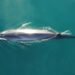 Por qué la ballena sei es Monumento Natural Marino de Chubut y cuál es su importancia ecológica