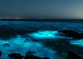 Bioluminiscencia en las playas de Uruguay: por qué el océano se ilumna de azul y brilla durante la noche