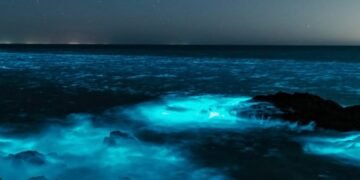 Bioluminiscencia en las playas de Uruguay: por qué el océano se ilumna de azul y brilla durante la noche