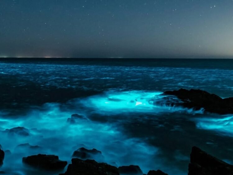 Bioluminiscencia en las playas de Uruguay: por qué el océano se ilumna de azul y brilla durante la noche