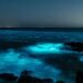 Bioluminiscencia en las playas de Uruguay: por qué el océano se ilumna de azul y brilla durante la noche