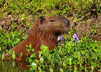 Se presenta en Buenos Aires la XIII Fiesta Nacional de los Humedales de Villa Ocampo