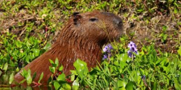 Se presenta en Buenos Aires la XIII Fiesta Nacional de los Humedales de Villa Ocampo
