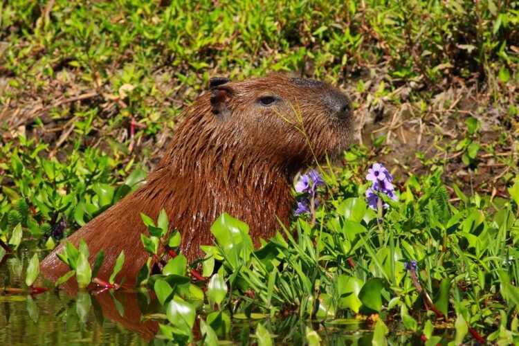 Se presenta en Buenos Aires la XIII Fiesta Nacional de los Humedales de Villa Ocampo