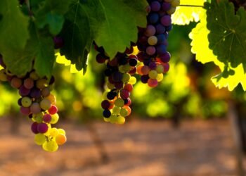 El cambio climático amenaza al vino espumante y pone en riesgo la industria