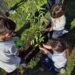Fundación Manos Verdes inauguró el vivero educativo de plantas nativas “Yvyra porá” en Pilar
