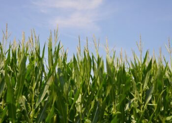 Cuántos puestos de trabajo genera la industria de los biocombustibles en Argentina