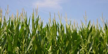 Cuántos puestos de trabajo genera la industria de los biocombustibles en Argentina