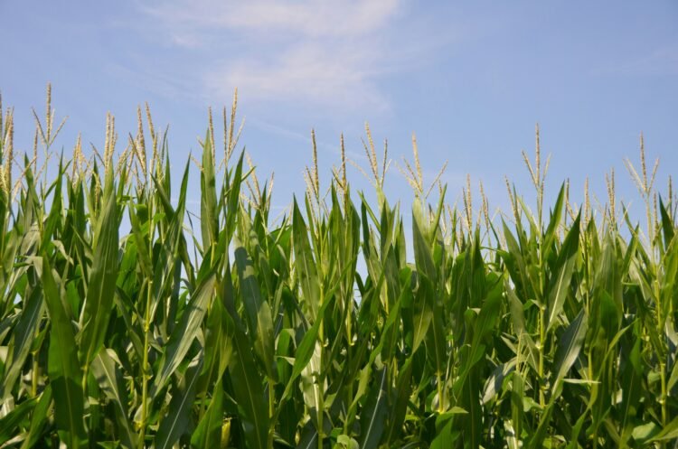 Cuántos puestos de trabajo genera la industria de los biocombustibles en Argentina