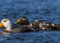 Pato vapor cabeza blanca: el ave endémica de Chubut que no vuela y es Monumento Natural Marino