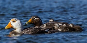 Pato vapor cabeza blanca: el ave endémica de Chubut que no vuela y es Monumento Natural Marino