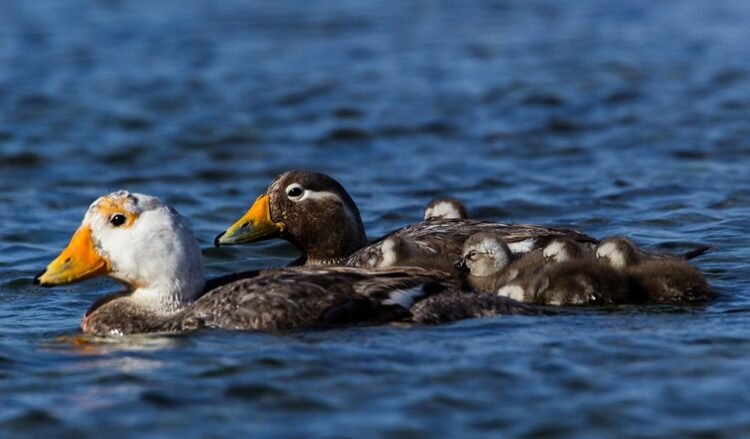 Pato vapor cabeza blanca: el ave endémica de Chubut que no vuela y es Monumento Natural Marino