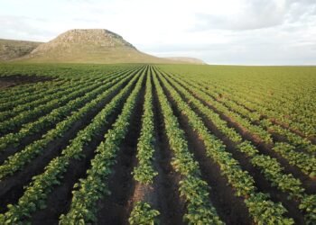 Con la mirada puesta en el futuro: McCain Foods presentó su Reporte Global de Sustentabilidad y renovó su compromiso