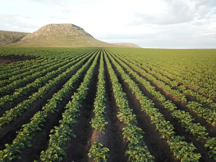 Con la mirada puesta en el futuro: McCain Foods presentó su Reporte Global de Sustentabilidad y renovó su compromiso