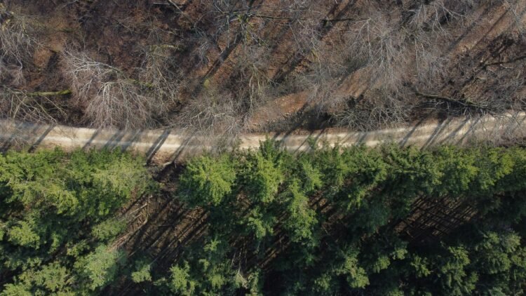 “No hay excusa para la inacción”: la pérdida de biodiversidad es un riesgo para las empresas