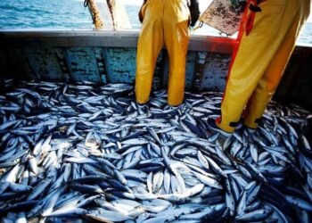 Redes ilegales, toneladas de comida a la basura y 3.000 cajones descartados: el impacto de la depredación pesquera en la Patagonia