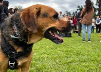 La UBA vuelve a ofrecer un curso gratuito para formarse como paseador de perros