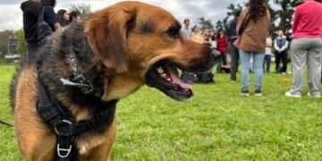 La UBA vuelve a ofrecer un curso gratuito para formarse como paseador de perros