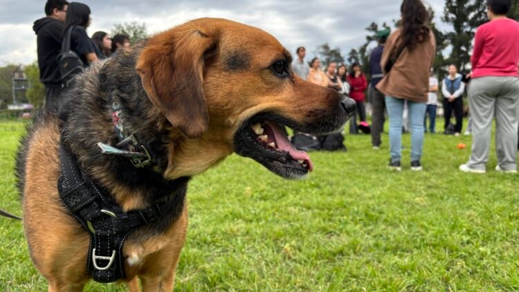 La UBA vuelve a ofrecer un curso gratuito para formarse como paseador de perros
