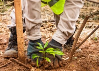 Nideport plantará 30.000 árboles en 2026 en la Selva Paranaense