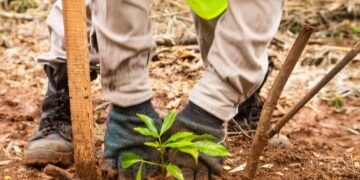 Nideport plantará 30.000 árboles en 2026 en la Selva Paranaense