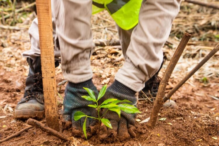 Nideport plantará 30.000 árboles en 2026 en la Selva Paranaense