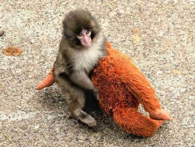 Punch, el mono que conmovió al mundo: qué revela su historia sobre el cautiverio de primates