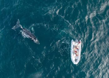 Temporada récord de ballenas jorobadas en Patagonia Azul con 130 individuos identificados y un viaje hasta la Antártida 