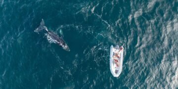 Temporada récord de ballenas jorobadas en Patagonia Azul con 130 individuos identificados y un viaje hasta la Antártida 