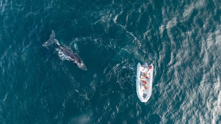 Temporada récord de ballenas jorobadas en Patagonia Azul con 130 individuos identificados y un viaje hasta la Antártida 